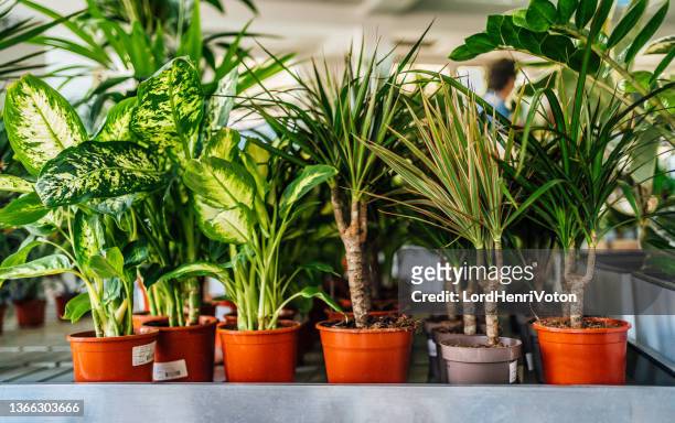 flower shop - indoor plant stock pictures, royalty-free photos & images