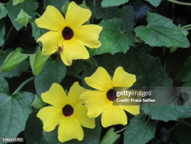 thunbergia alata, black-eyed susan vine, yellow variety - black eyed susan vine stock pictures, royalty-free photos & images