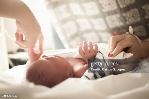 close up of a newborn lying wrapped up on a blanket on a bed as her mother cover her body and her older brother plays with her hand in a flat in edinburgh, scotland, uk - hot body girls stock pictures, royalty-free photos & images