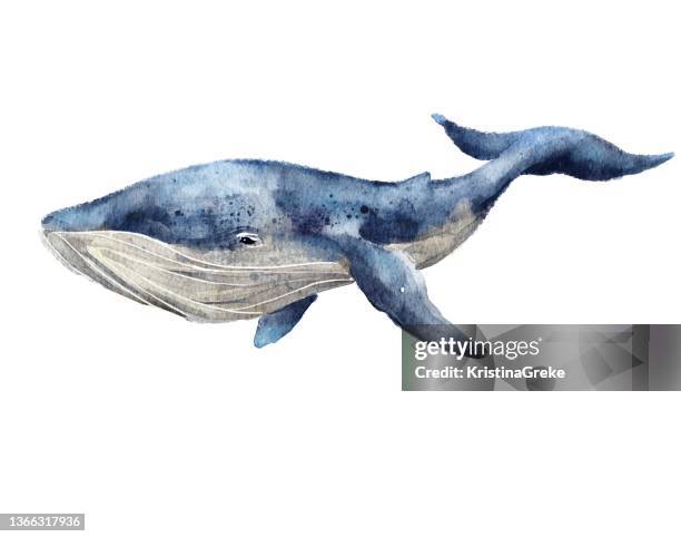 ilustraciones, imágenes clip art, dibujos animados e iconos de stock de ilustración de ballena azul - whales