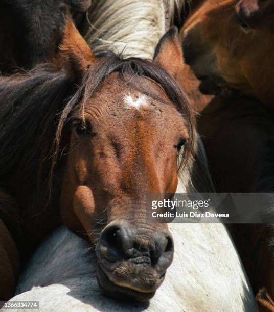 wild horses - kastanienfarben stock-fotos und bilder