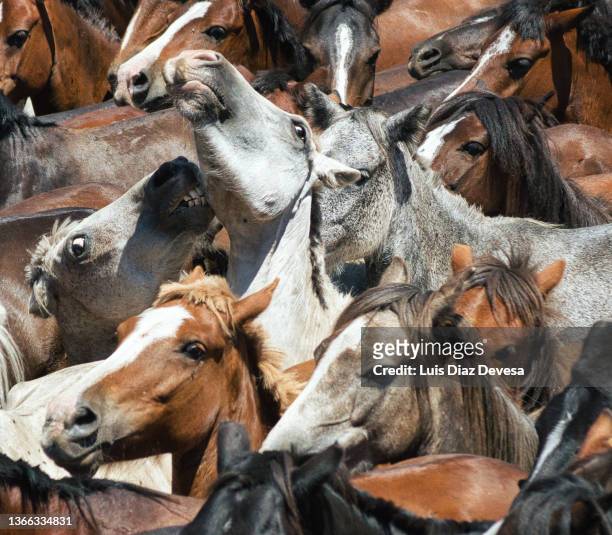 wild horses - horse rearing up stock pictures, royalty-free photos & images