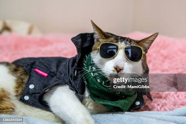 cat wearing jacket and sunglasses - cool cat stockfoto's en -beelden