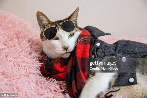 cat wearing jacket and sunglasses - cool cat stockfoto's en -beelden