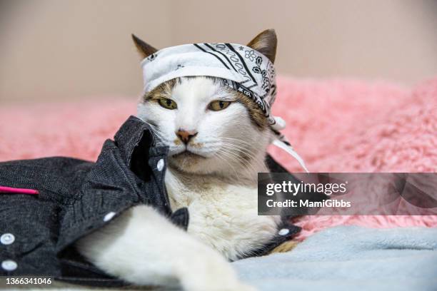 cat with bandana on