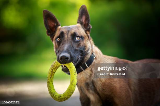 belgian shepherd dog with a toy in its mouth - dierentrucs stockfoto's en -beelden