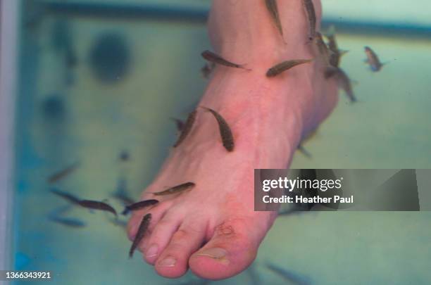 garra rufa fish eat at dead skin on a male foot at a street spa in mexico - male feet stock-fotos und bilder