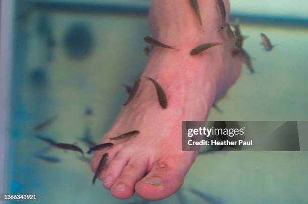 garra rufa fish eat at dead skin on a male foot at a street spa in mexico - garra rufa fish stock pictures, royalty-free photos & images