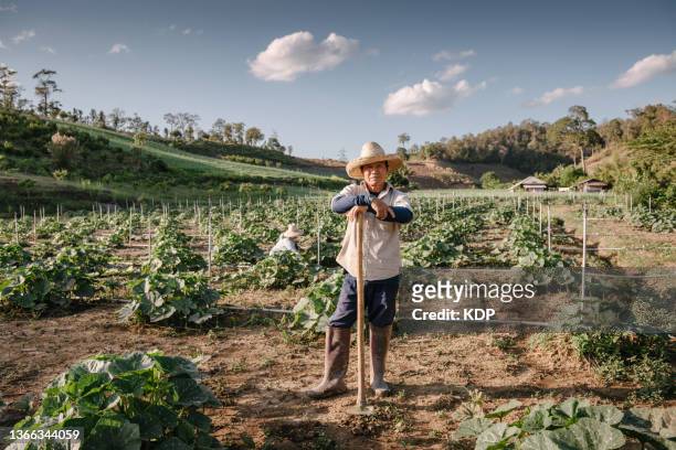 portrait of male farmer working with garden hoe in pumpkins agriculture fields. - farm worker stock pictures, royalty-free photos & images