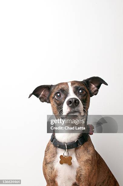 brindle dog against white background - halsband stockfoto's en -beelden