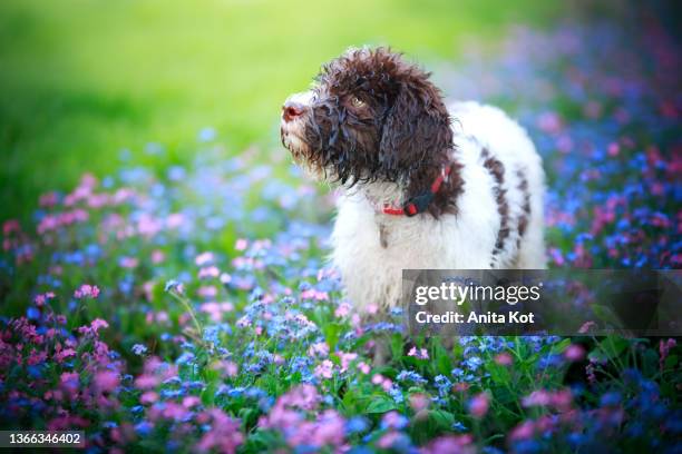 a lagotto romagnolo puppy in flowers - lagotto romagnolo stock pictures, royalty-free photos & images