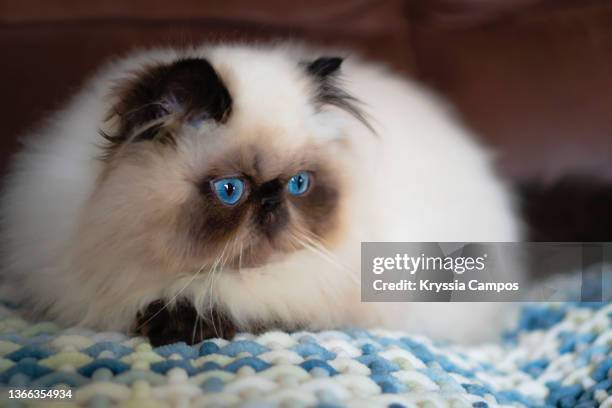 beautiful seal point himalayan cat with deep blue eyes - ヒマラヤン ストックフォトと画像