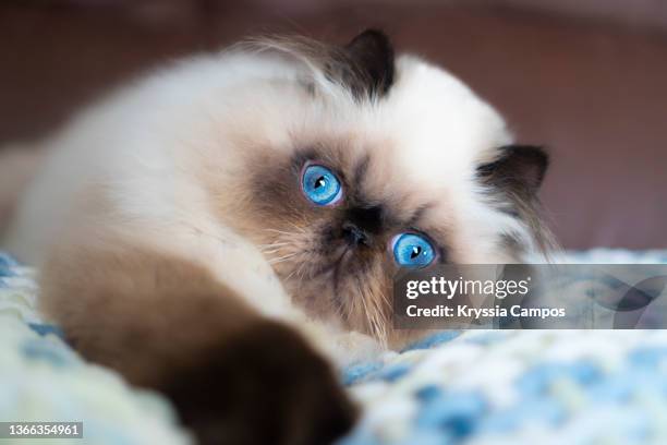 seal point himalayan cat with deep blue eyes lying down on sofa - himalayan cat stock pictures, royalty-free photos & images