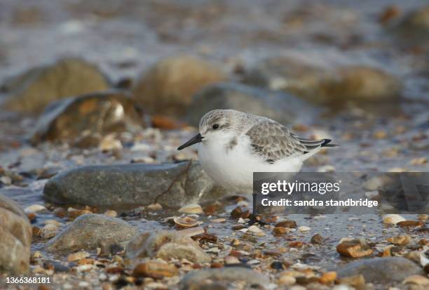 a stunning sanderling, calidris alba, searching for food along the shoreline at high tide. - sanderling stock-fotos und bilder