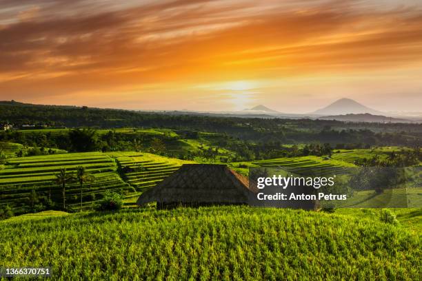 rice terraces at sunrise, bali, indonesia. jatiluwih rice terraces - agung volcano in indonesia stock pictures, royalty-free photos & images