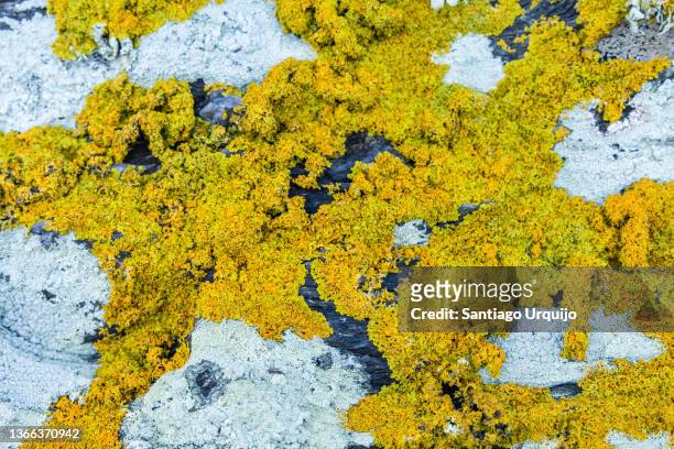 rock covered with yellow and grey lichens - lichen formation stock pictures, royalty-free photos & images
