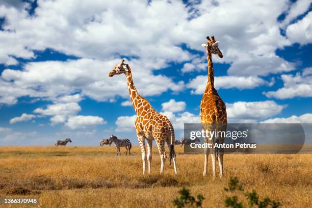 4,998 Long Neck Animals Photos and Premium High Res Pictures - Getty Images 4,998 Long Neck Animals Photos and Premium High Res Pictures - Getty Images