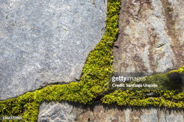 close-up of moss growing among the stones on a wall - muschio foto e immagini stock