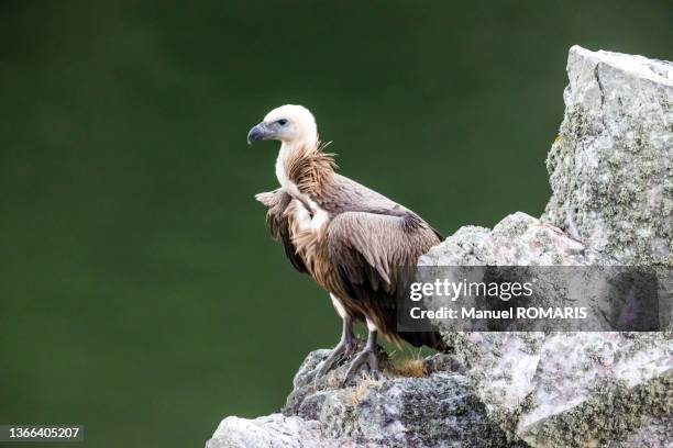 griffon vulture, monfragüe national park, spain - accipitridae stock-fotos und bilder