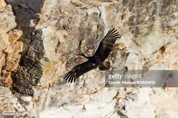 black stork, monfragüe national park, spain - cáceres bildbanksfoton och bilder