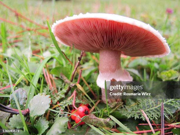 agaricus campestris - field mushroom stock pictures, royalty-free photos & images