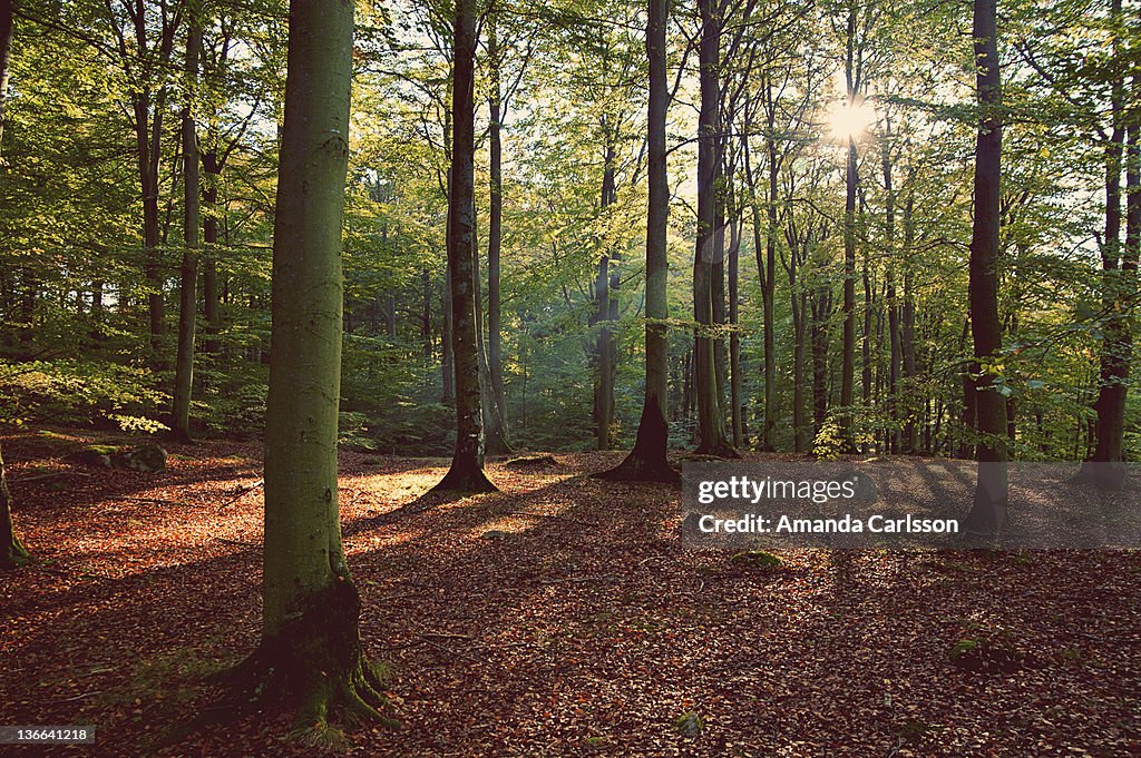 Autumn forest