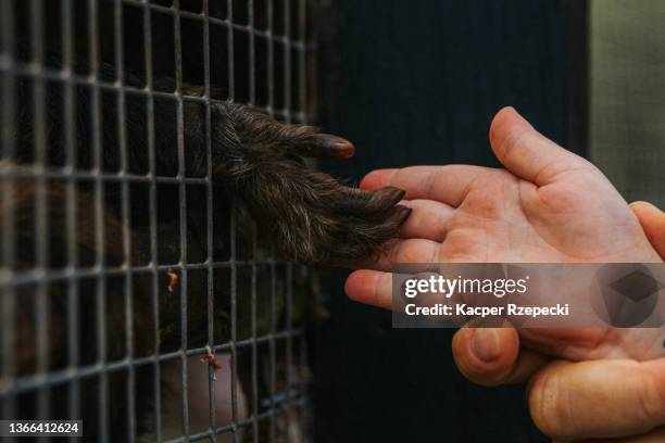 human baby's hand touching and shaking monkeys hand through the cage - zoo cage stock-fotos und bilder