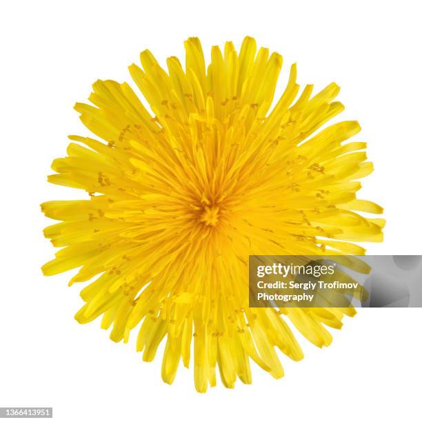 dandelion flower isolated on white close-up - dandelion isolated stock pictures, royalty-free photos & images