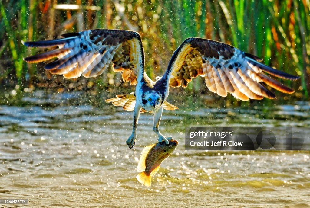 Backlit Osprey with a tilapia in its talons