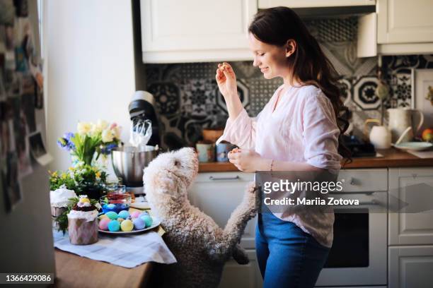 easter picture with a funny pet and a young cute woman - dog easter stock-fotos und bilder
