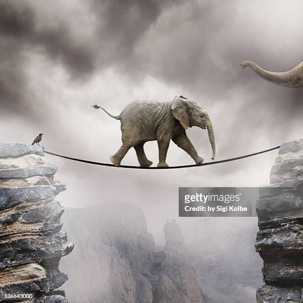 baby elephant - tightrope walker stock pictures, royalty-free photos & images