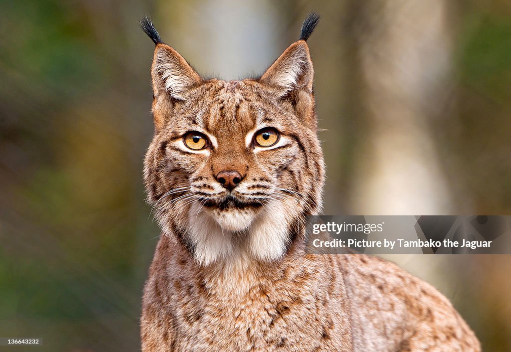 Portrait of Lynx