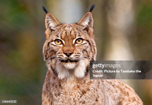 portrait of lynx - lynx stock pictures, royalty-free photos & images