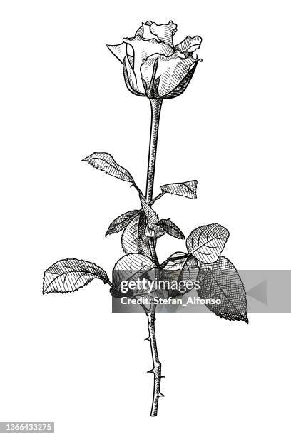 vector drawing of a rose - rose vector stock illustrations