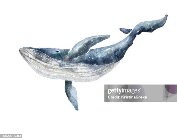 stockillustraties, clipart, cartoons en iconen met blue whale illustration - walvis