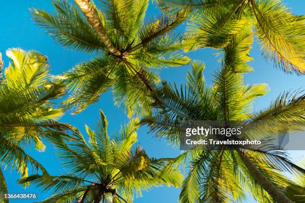 the sky full of palm leaves, vacation vibes, good weather - beach sign stock pictures, royalty-free photos & images