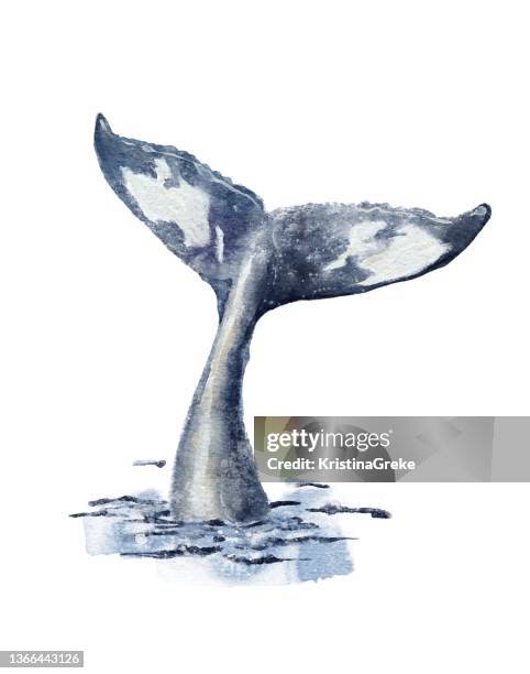 blue humpback whale big tail up above water - blue whale tail stock illustrations
