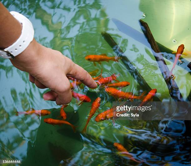 gold fishes in kamakura - goldfisch stock-fotos und bilder