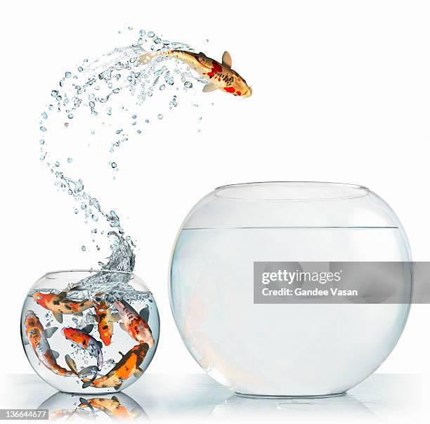 fish leaping into larger empty bowl - leap of faith modo di dire inglese foto e immagini stock