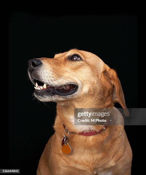 beagle golden lab mix looking to the side. - dog black background stock pictures, royalty-free photos & images