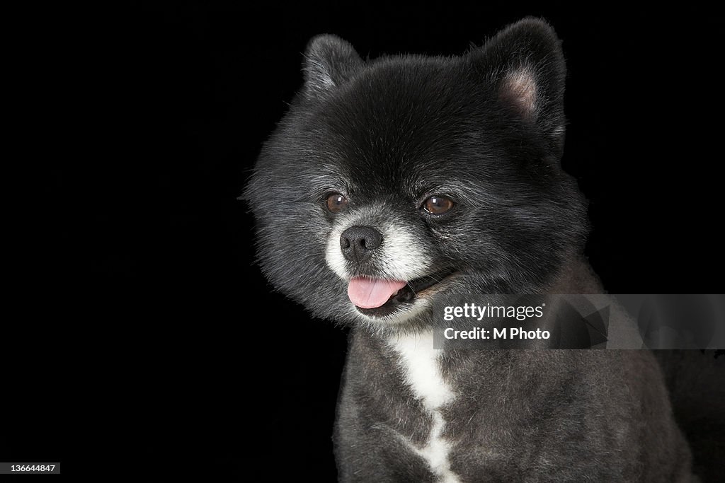 Black pomeranian looking to the left