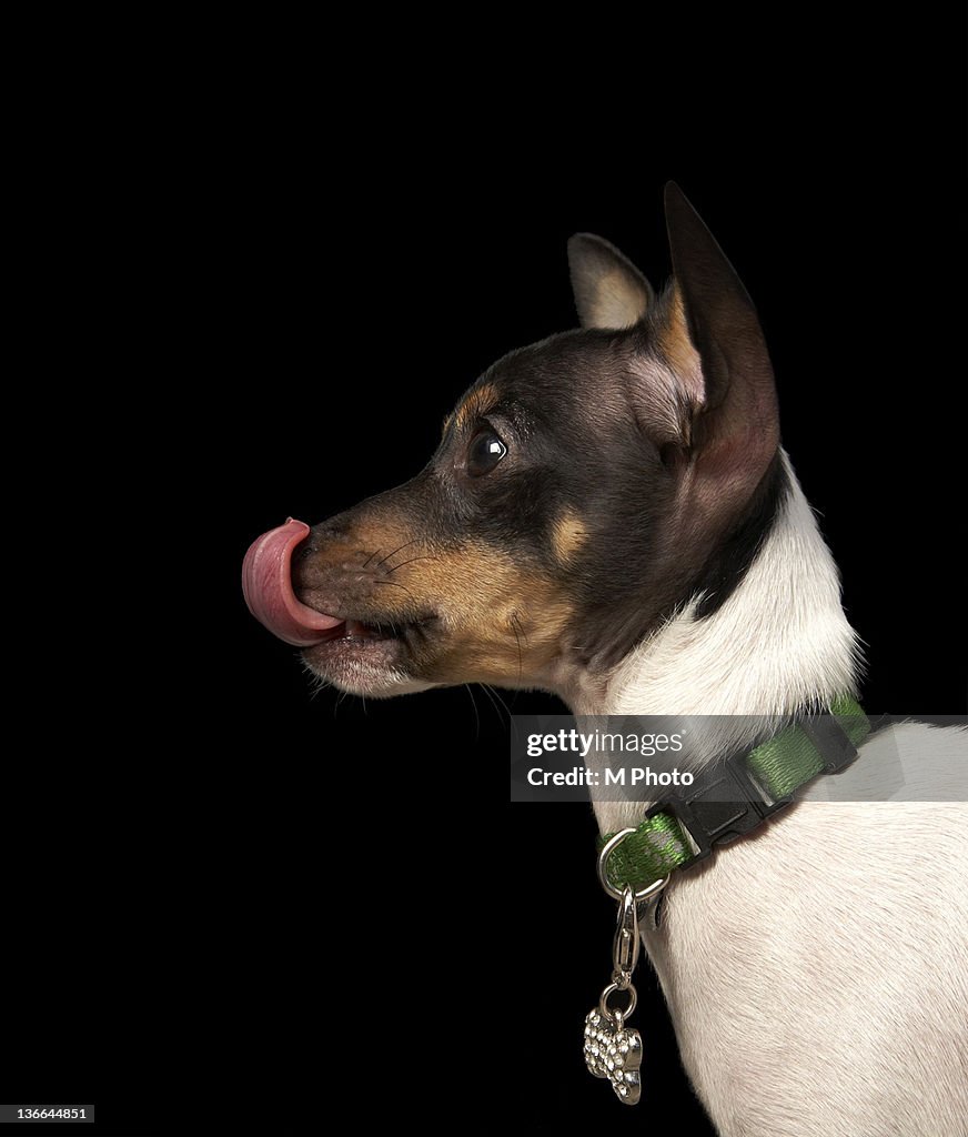 Tongue out of black and white rat terrier
