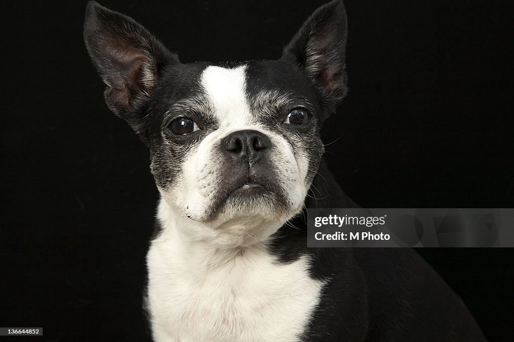 Older Bosten Terrier on black background.