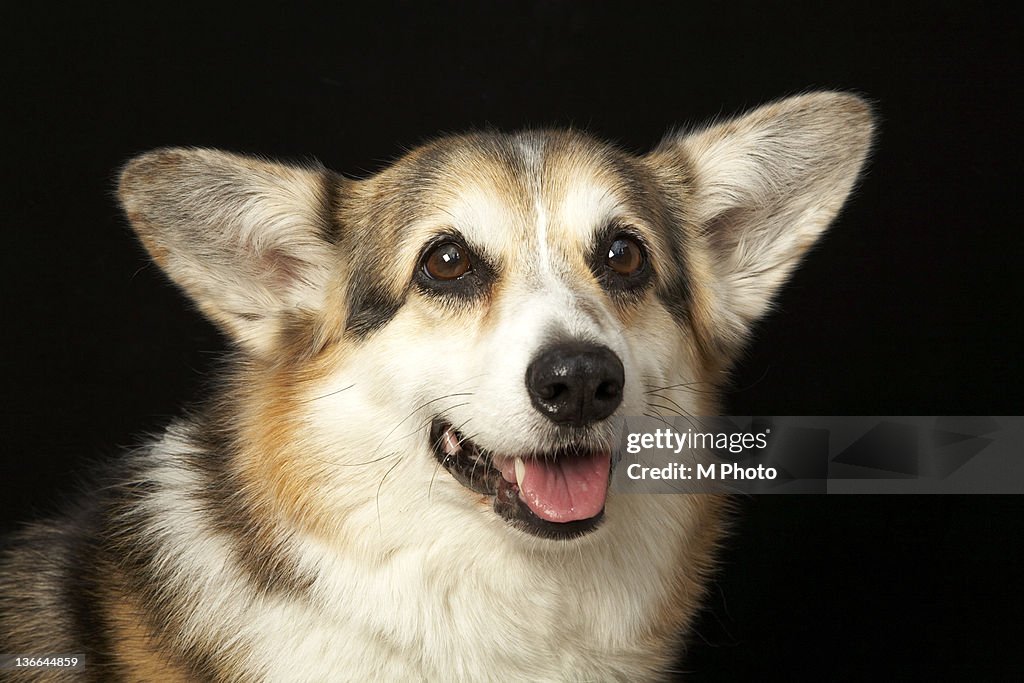 Portrait of black, brown and white Corgi