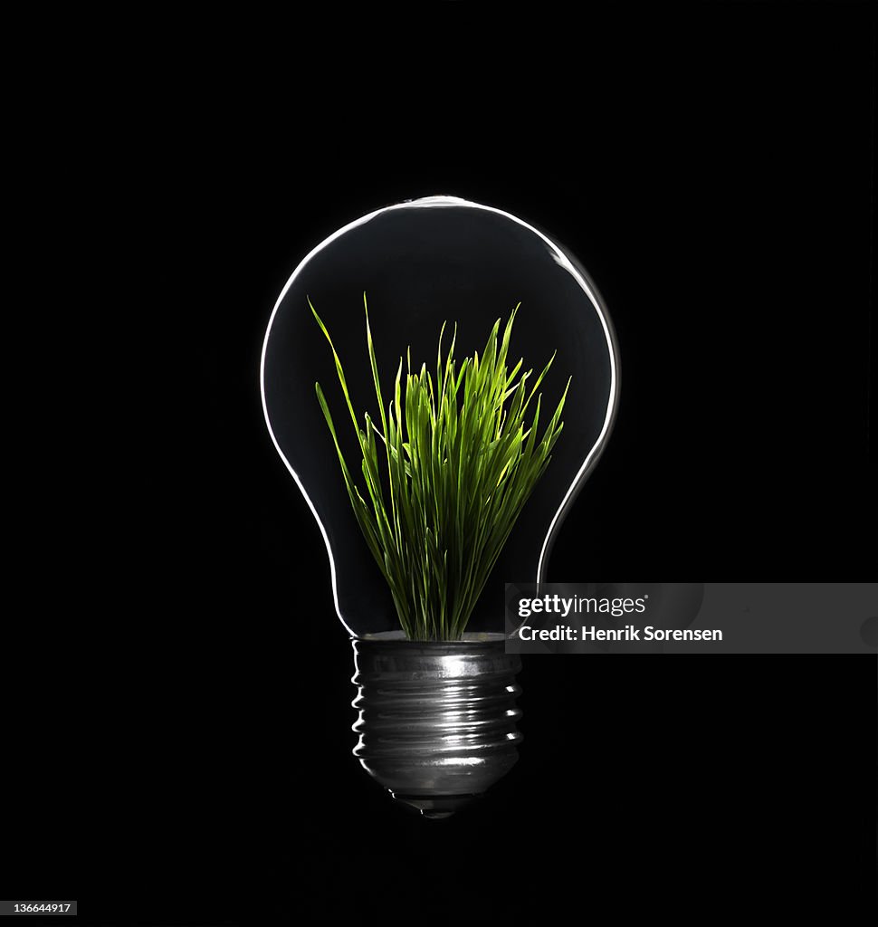 Light bulb with grass inside