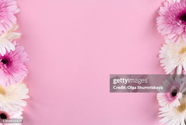 copy space on a  pink background with a frame of a pink and white flowers gerberas for a mother's day, greeting  card - fête des mères photos et images de collection