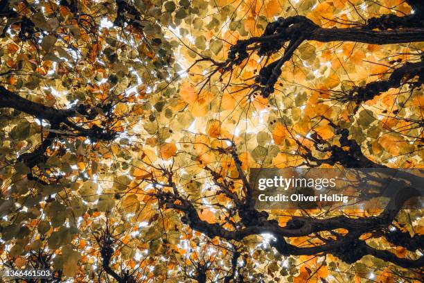 view from below of close-grown autumn-coloured tree leaves forming a roof of foliage. - natur komplexität stock-fotos und bilder