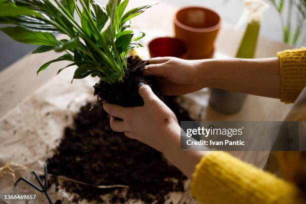 high angle view of an unrecognizable young caucasian woman taking care of her plants at home - flowerpot stock pictures, royalty-free photos & images