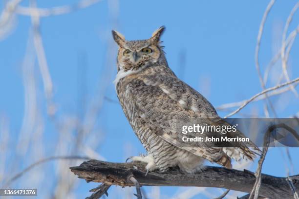great horned owl perched in tree on low limb - horned owl stock pictures, royalty-free photos & images