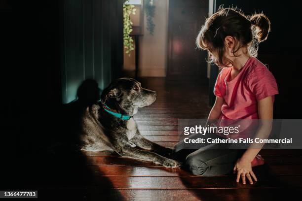 a calm image of a little girl sitting beside an old black dog in a domestic room. they look toward each other. - perro adiestrado fotografías e imágenes de stock